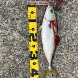 初メジロあと2cmでブリ