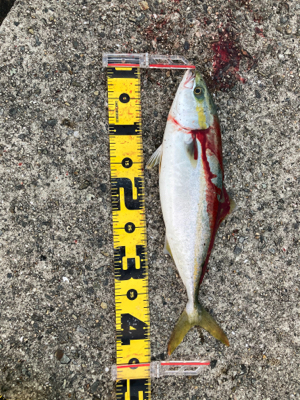 初メジロあと2cmでブリ