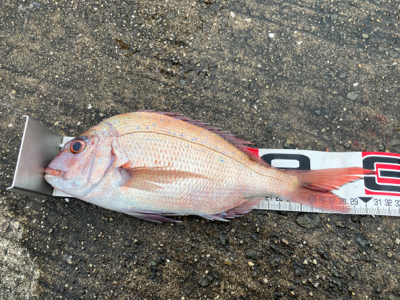 まだまだ釣りたりません