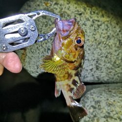 今日もガッシー