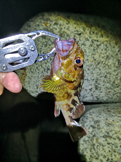 今日もガッシー