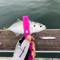 コスモスクエア釣果