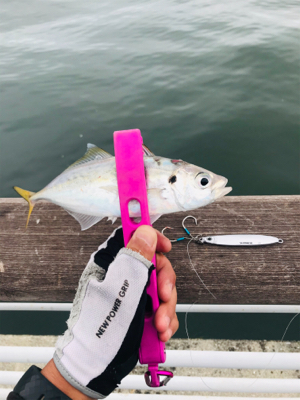 コスモスクエア釣果