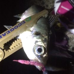 台風一過も絶好調