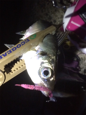 台風一過も絶好調