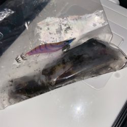 ジブい中での貴重な1匹!