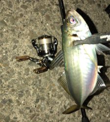 アジングナイト(爆釣)