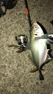 アジングナイト(爆釣)