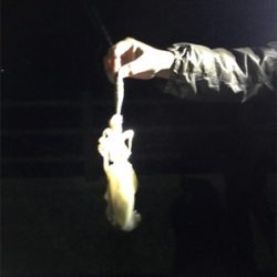 今季初エギング