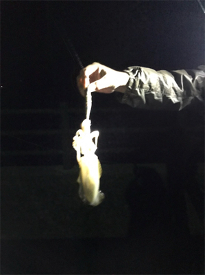 今季初エギング