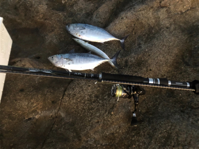 ライトショアジギング