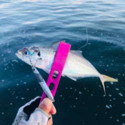 コスモスクエア釣果