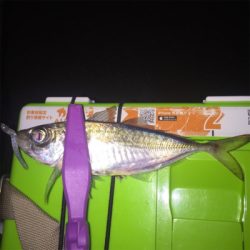 大阪湾奥アジング 中アジ連発!