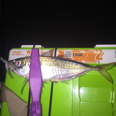 大阪湾奥アジング 中アジ連発!