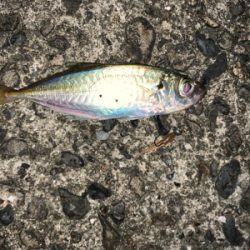 台風後アジング