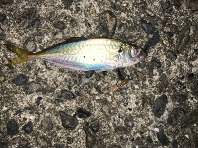 台風後アジング