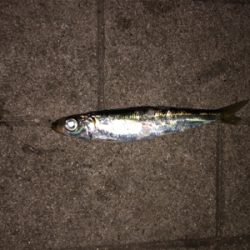 太刀魚狙いで…