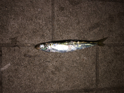 太刀魚狙いで…