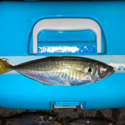 久々の入れ食い！