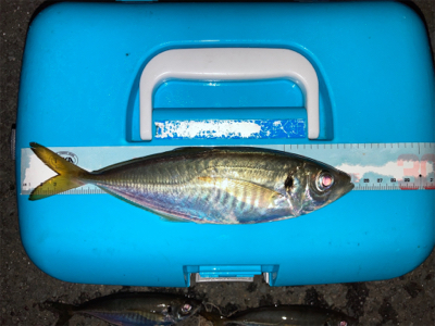 久々の入れ食い！