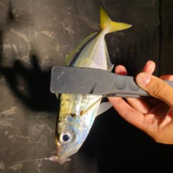 初姫路アジング♪