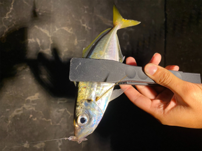 初姫路アジング♪