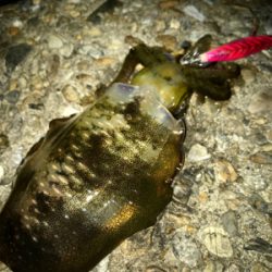 やっぱりエギング楽しい♪＼(^o^)／