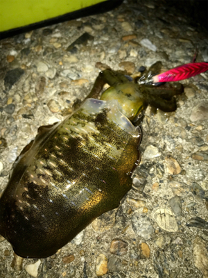 やっぱりエギング楽しい♪＼(^o^)／