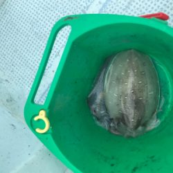 初ティップラン