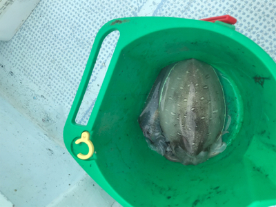 初ティップラン