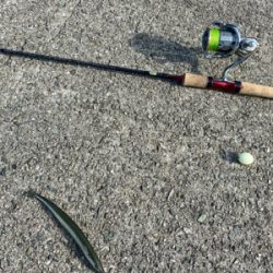 サヨリは釣れます。