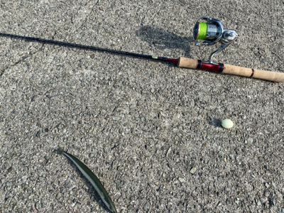 サヨリは釣れます。