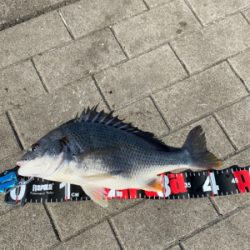 青物狙いだったのに