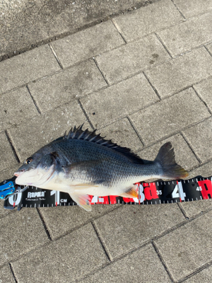 青物狙いだったのに