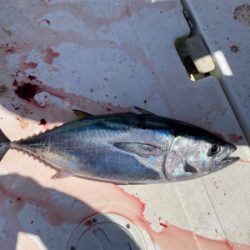 太刀魚釣りでまさかのマグロ！