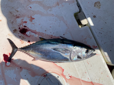 太刀魚釣りでまさかのマグロ！