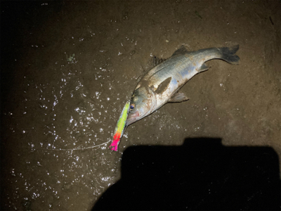 サラナ80fでシーバスフィッシング