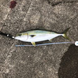 新波止にて朝練