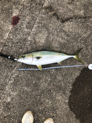 新波止にて朝練