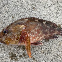 青物はまだいなかった。