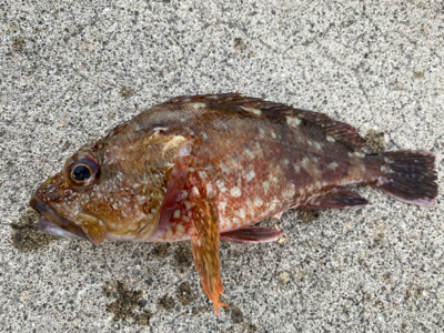 青物はまだいなかった。