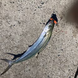 真昼間からルアーでサゴシナブラを狙い撃ち！