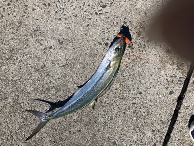 真昼間からルアーでサゴシナブラを狙い撃ち！