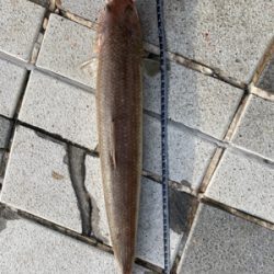 太刀魚〜エソ〜ダツ