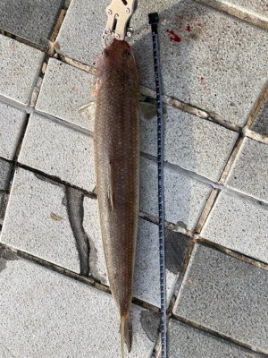 太刀魚〜エソ〜ダツ