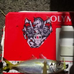 アジング練習 196