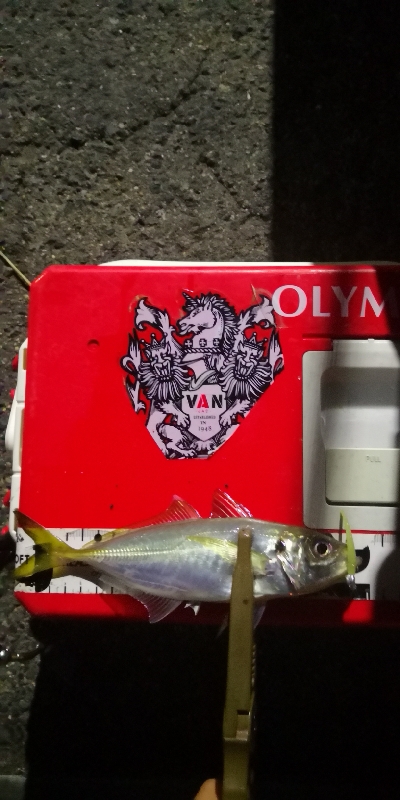 アジング練習 196