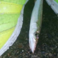 障泥烏賊　胴長、重さ自己最高記録更新！障泥烏賊4杯！カマス1匹！