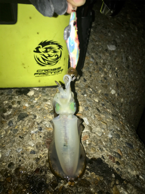 アオリイカ  1杯のみ(^^;