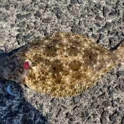 ヒラメ、メッキ　